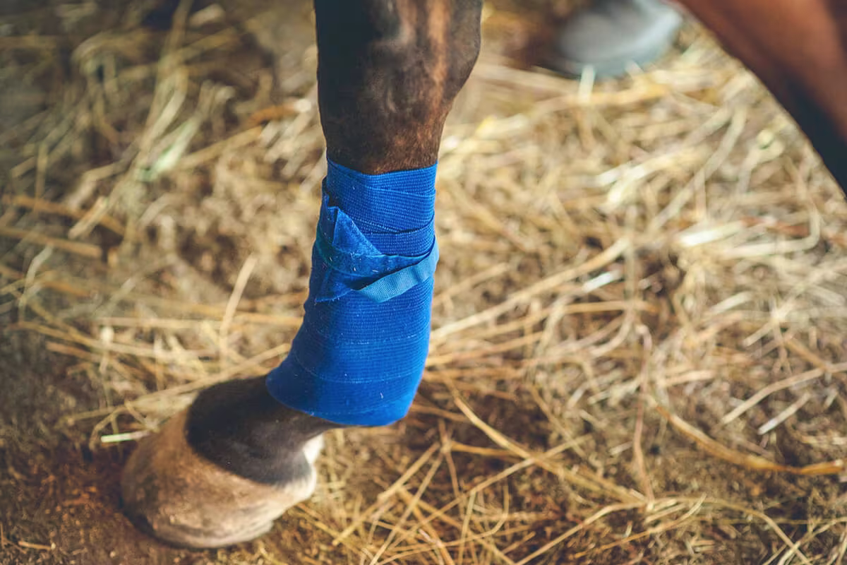 horse rehab feeding supplement routine