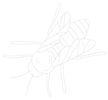 spider-top-right