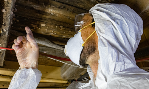 Annual-Termite-Inspection