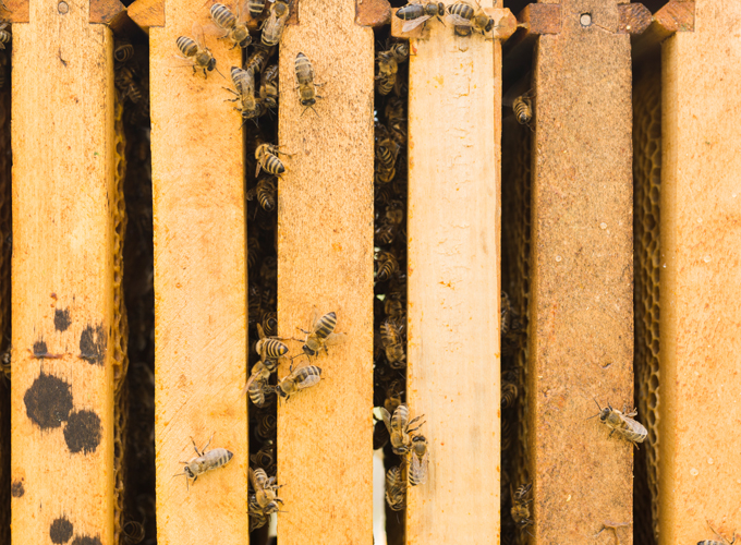 Common-Signs-of-Termite-Activity