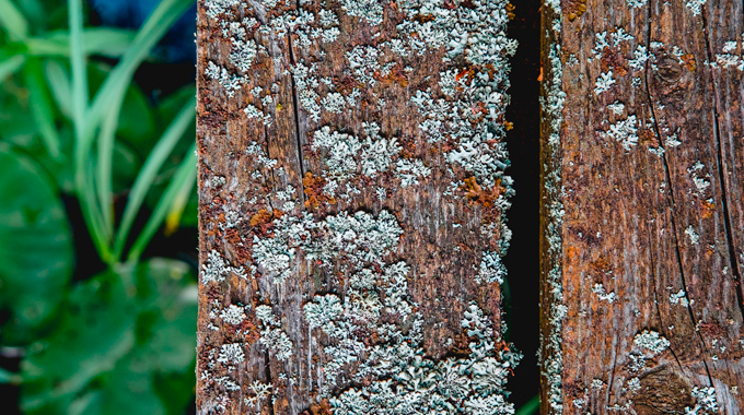 Common-Signs-of-Termites