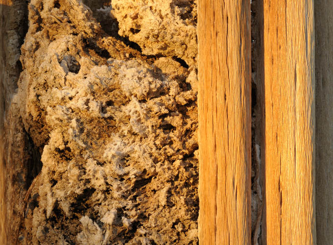 Common-Wood-Destroying-Organisms