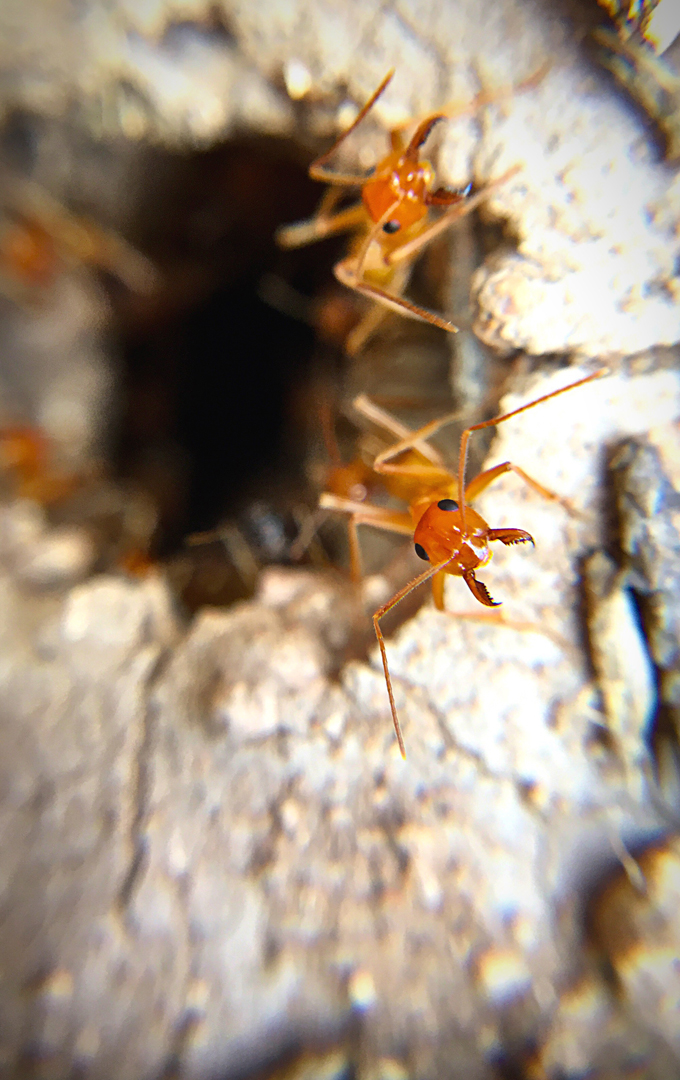 Hidden-Crawl-Space-Termite-Damage-Discovered-During-Inspection