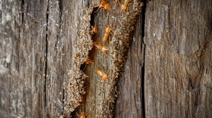 Hidden-Signs-of-Termite-Damage