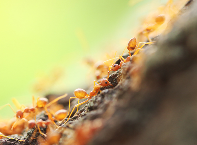 How-Termite-Behavior-Changes-Throughout-the-Year