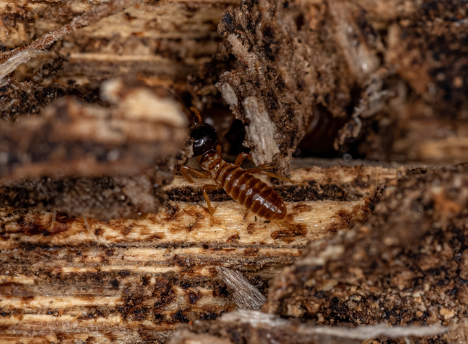 Learn-About-Termites-and-How-They-Affect-Your-Property