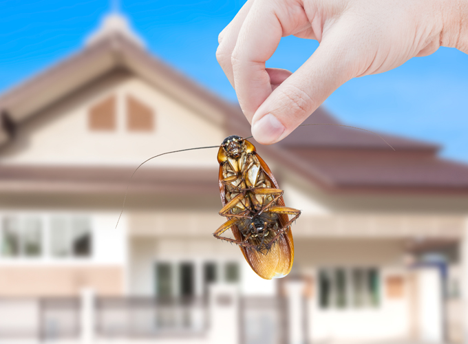 Simple-Ways-to-Help-Protect-Your-Property-from-Termites