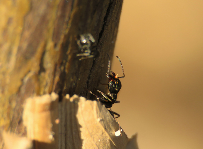 Spring-Termite-Activity
