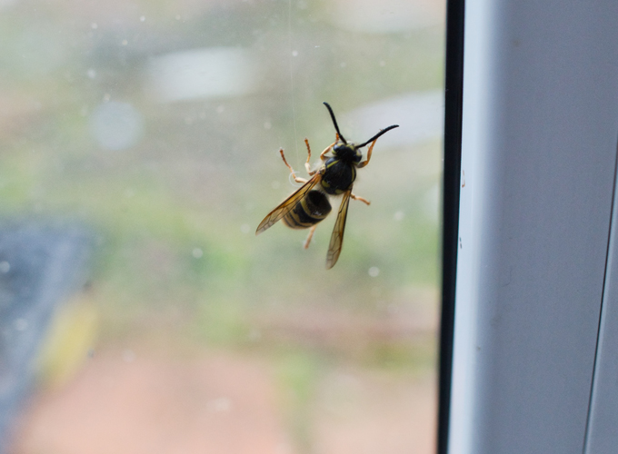 Swarming-Termites