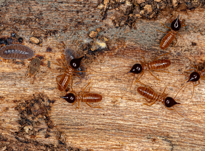 Termite-Solutions-for-Different-Property-Types