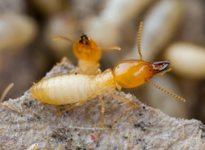 Termites-and-Ants-Are-the-Same
