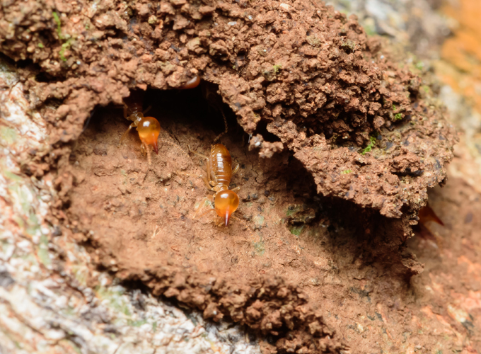 The-Stages-of-the-Termite-Life-Cycle