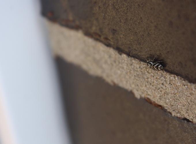 Understanding-Termites-and-Property-Risks