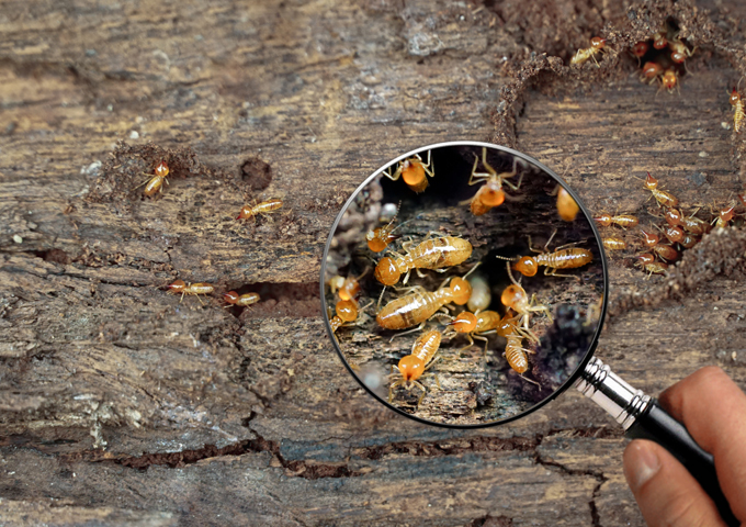 Understanding-the-Scope-of-Termite-Inspections