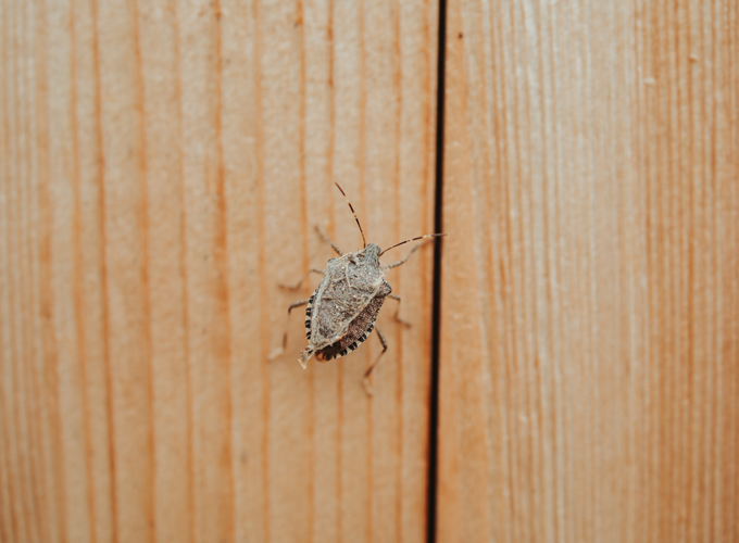 Understanding-the-Truth-About-Termites-and-Termite-Control