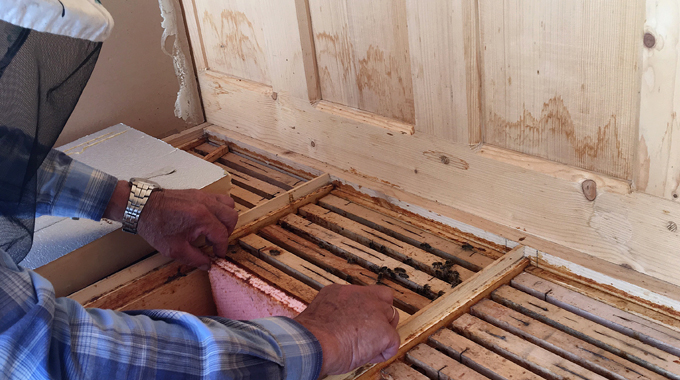 Why-Early-Termite-Detection-Matters