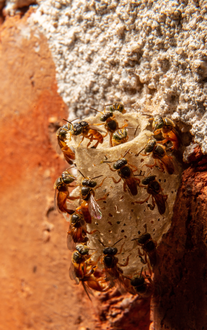 early-termite-mud-tubes-forming-along-slab-foundation