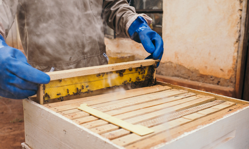 professional-termite-inspection-inside-home